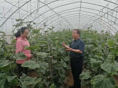 農融專企大院 激活鄉村振興新動能的科技引擎